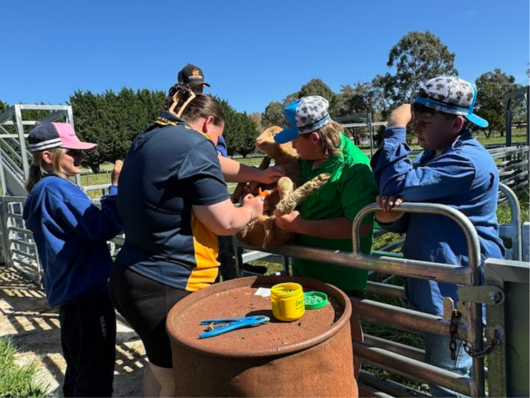 Students crutching sheep