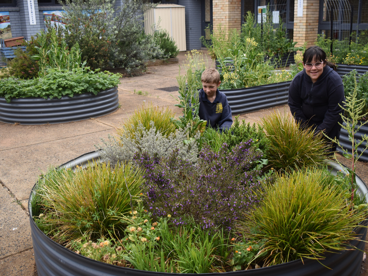 School vegetable gardens