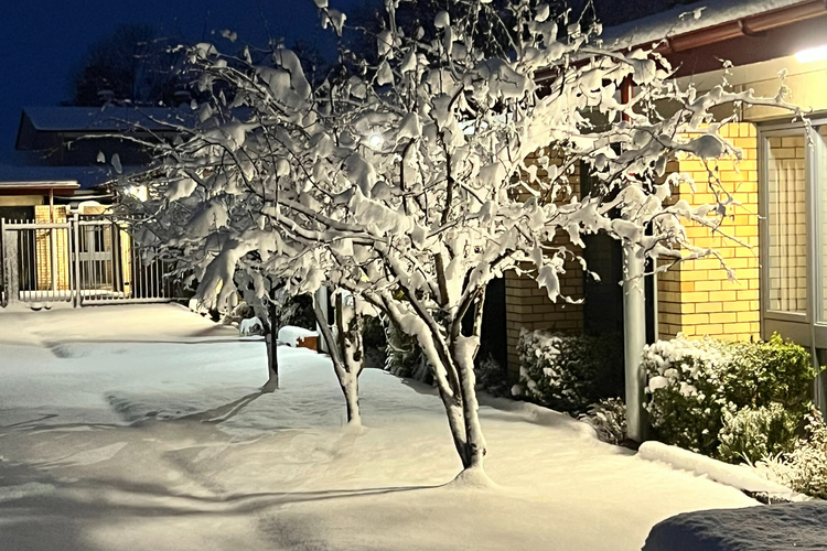 trees covered in snow in front of the school